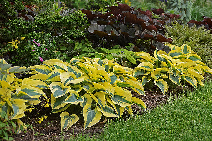 large leafed plants with yellow striped leaves