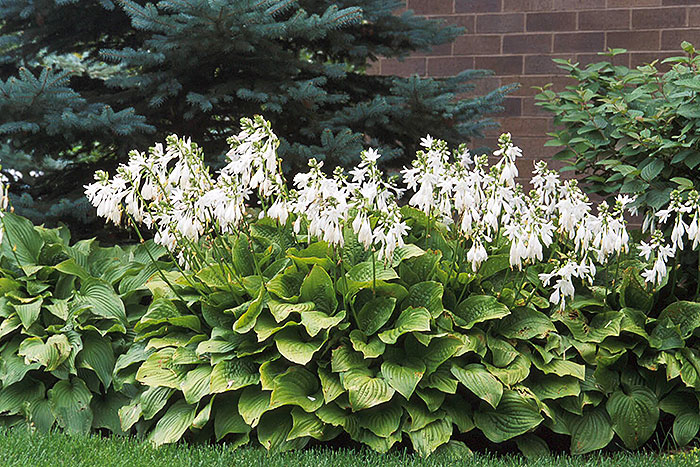 large leafed plants with white flowers