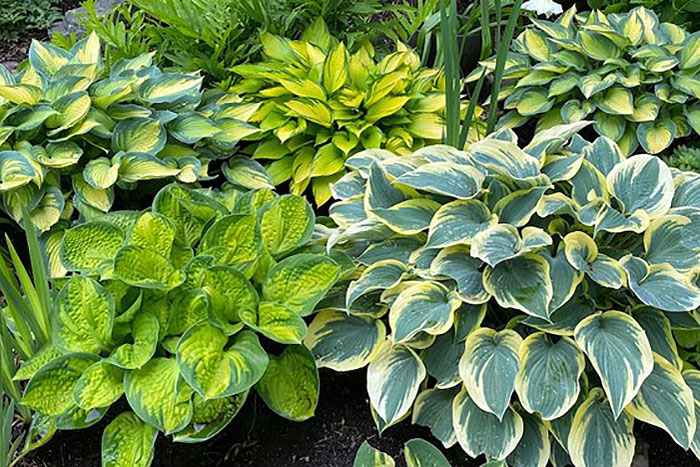 plants with large striped leaves