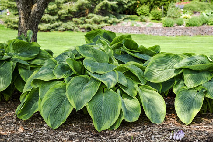 plants with large leaves