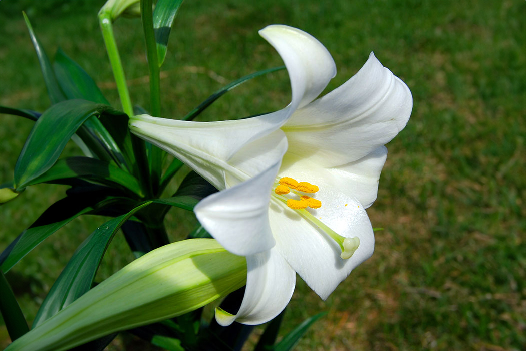 white flower with yellow center