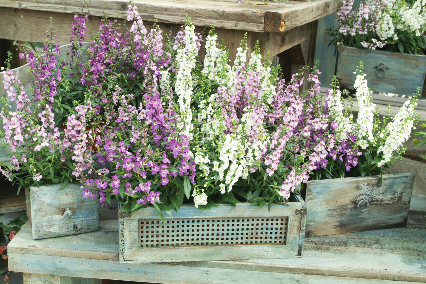 white, pink and purple colored flowers in a wooden box