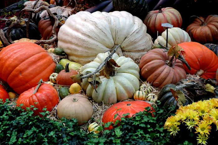 pile of pumpkins