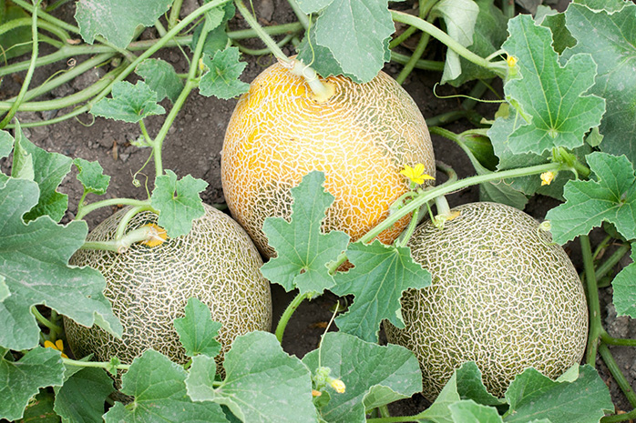 cantaloupe on the vine