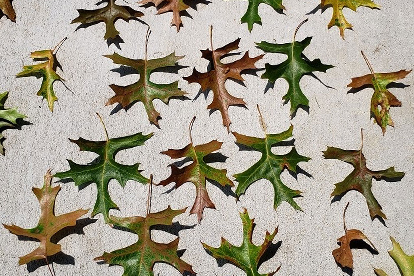 oak leaves spread on concrete