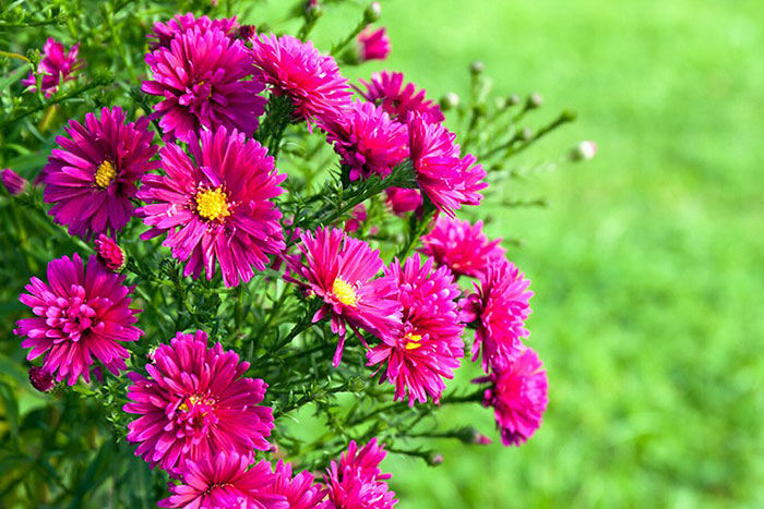 magenta colored flowers