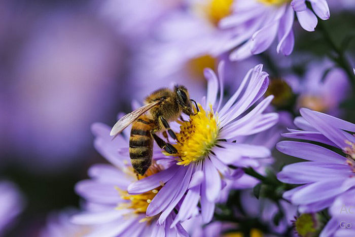 violet colored flower with bee