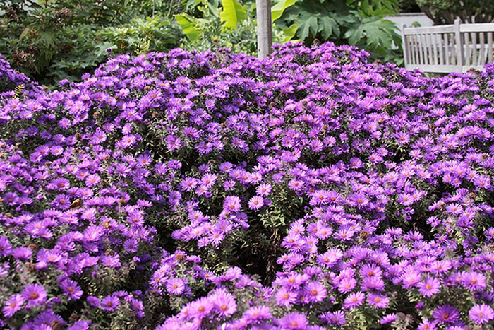 purple colored flowers