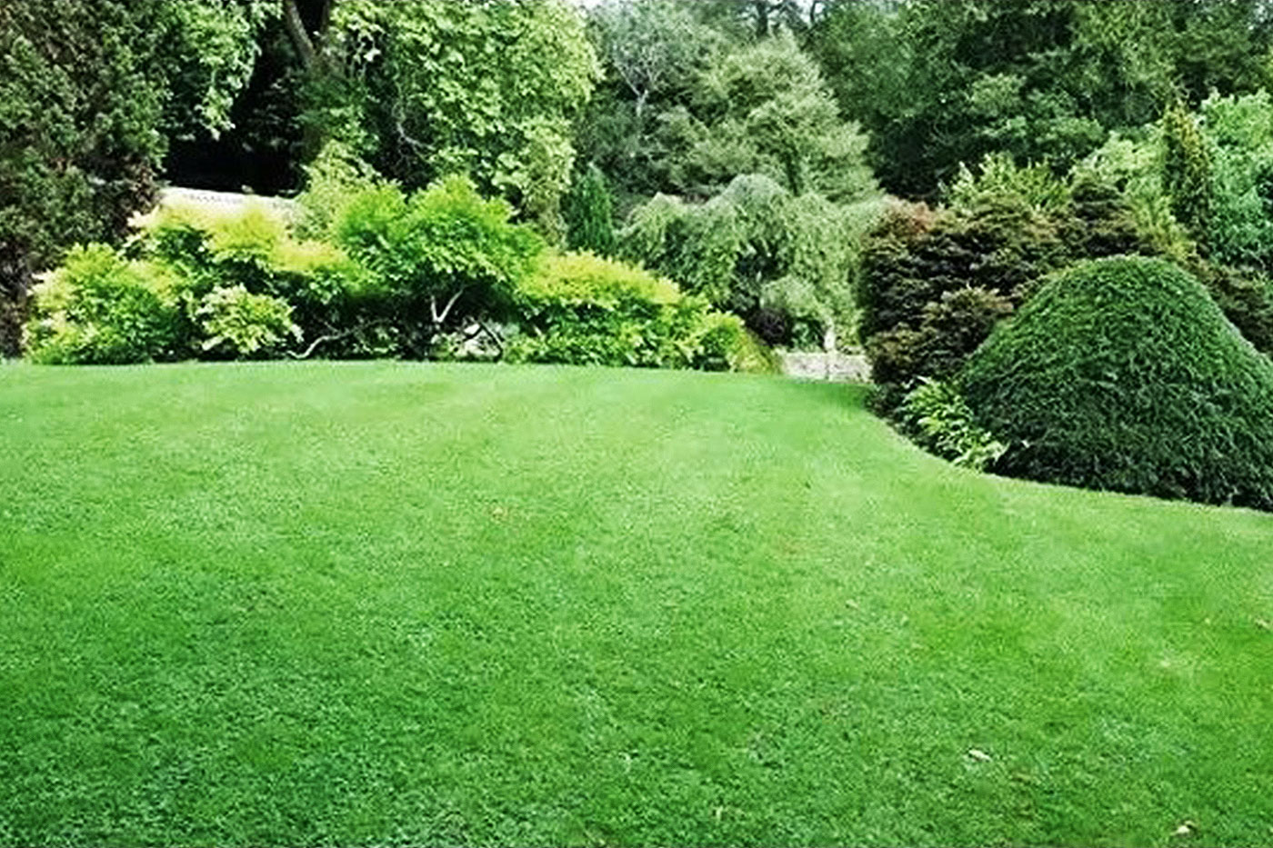 green lawn