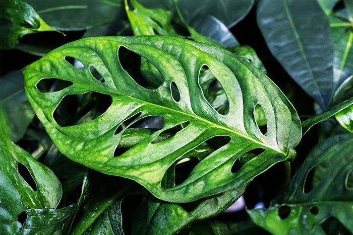 green leaf with slits