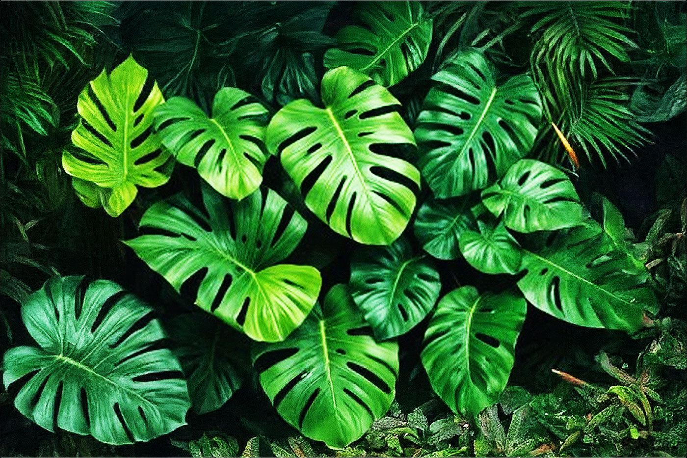 large green leaves with slits