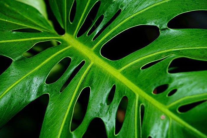 close up of large green leaf with holes