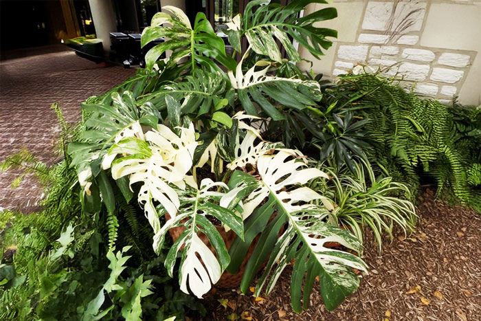 large green and white leaf with slits