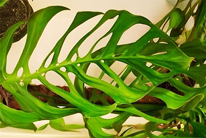 large green leaf with large slits