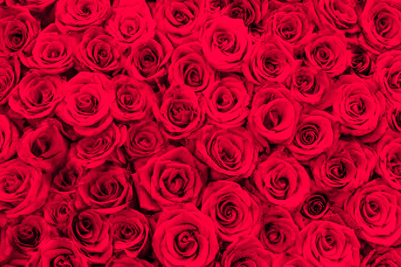 red roses