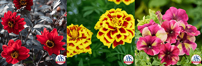 red flowers, yellow-red flowers and pink flowers