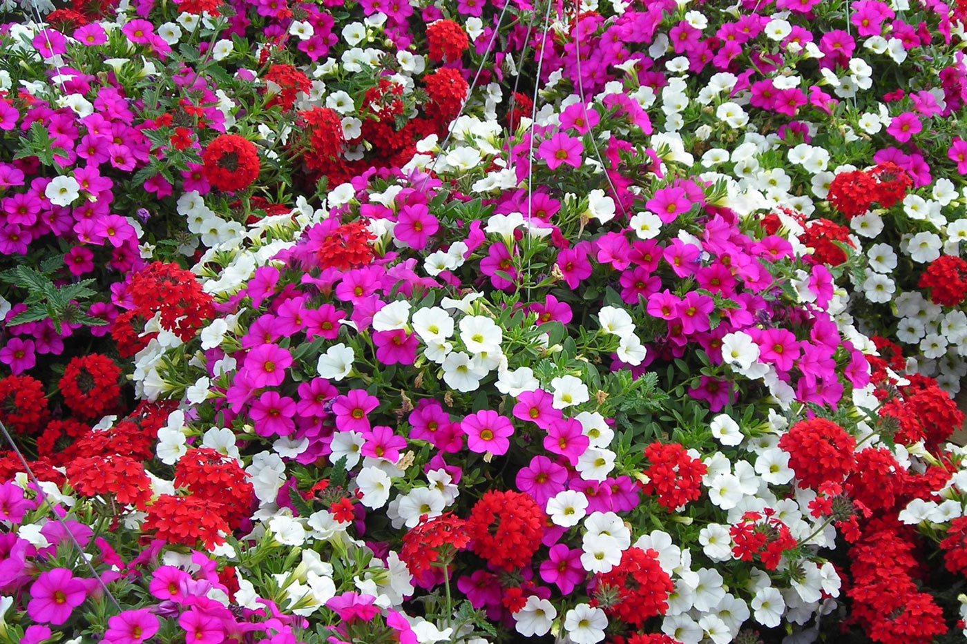 red, purple and white flowers