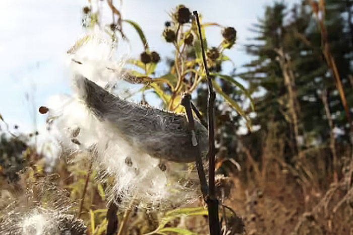 seed pod on flower stem