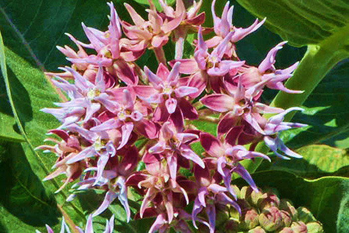 spikey pink and white flowers