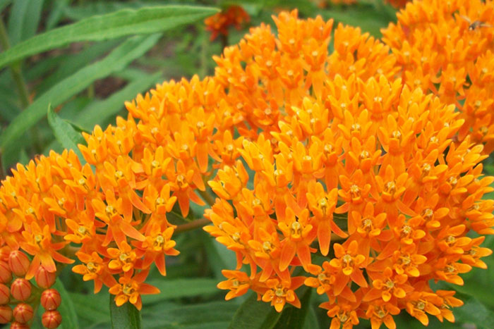 orange flowers