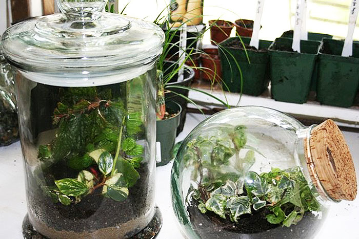 clyndrical glass jar and globe shaped jar both with plants and lids
