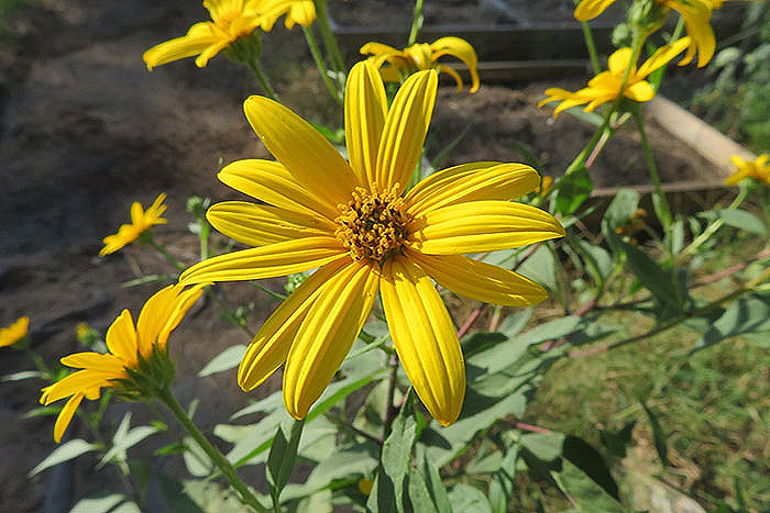 yellow flower with dark center