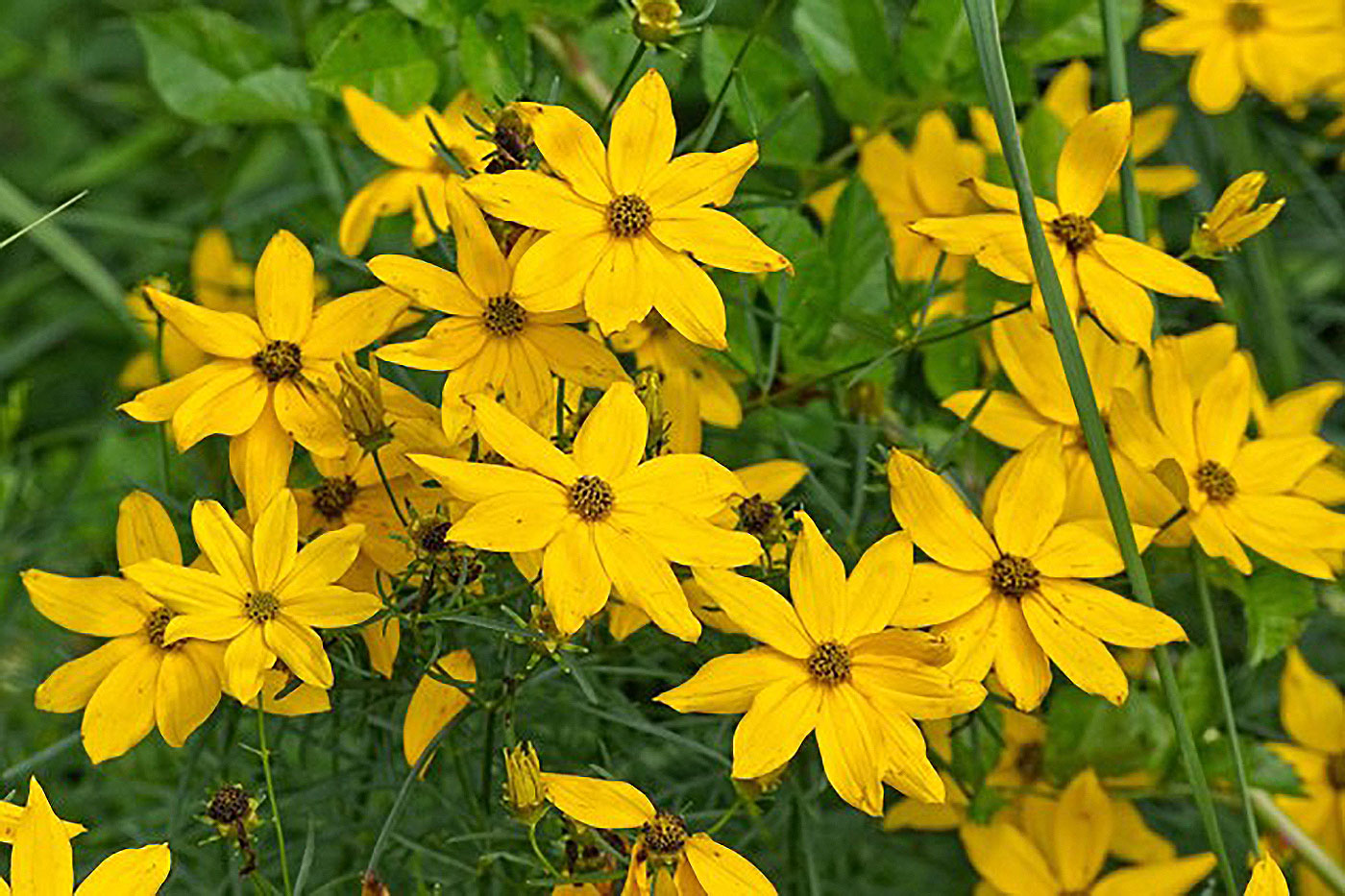 yellow flowers with dark centers