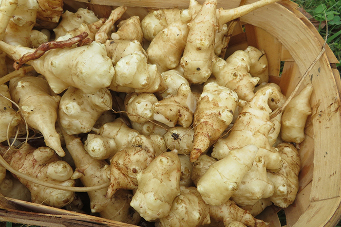 pale tubers in a basket