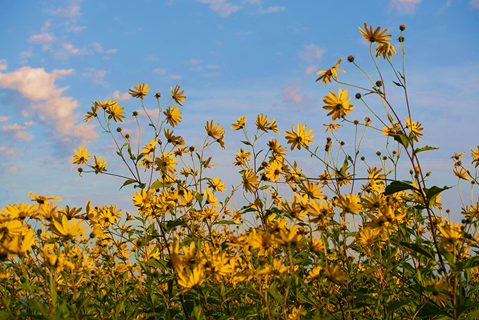 field of yellow flowers