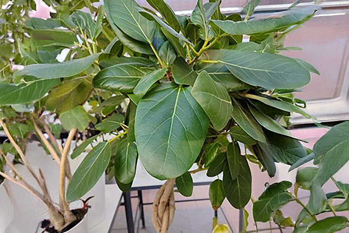 tree in pot with large green leaves