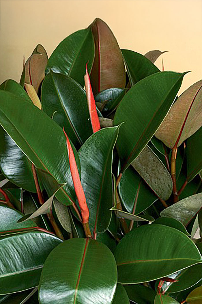 tree in with large leaves and pink spires