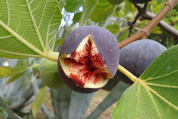 red fleshed purple fruit on tree
