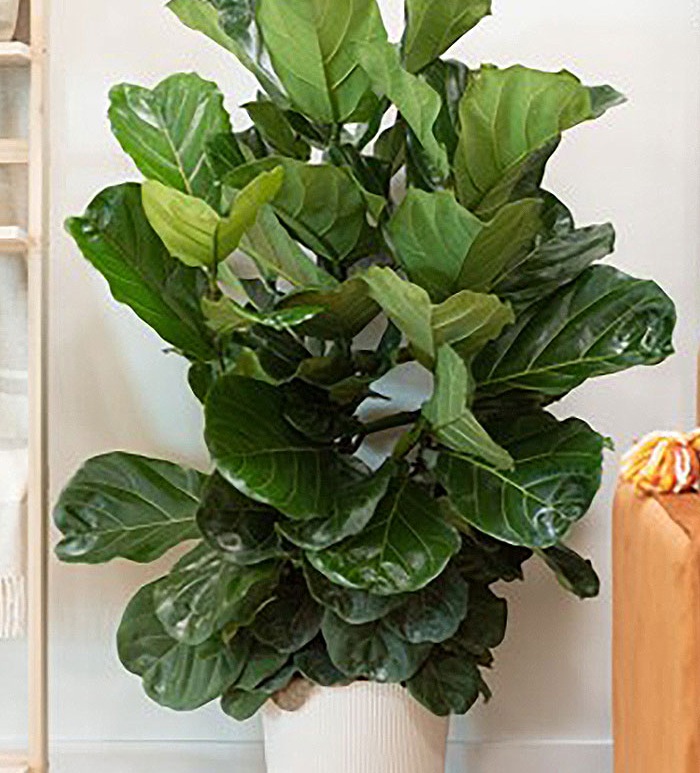 tree in white pot with very large leaves