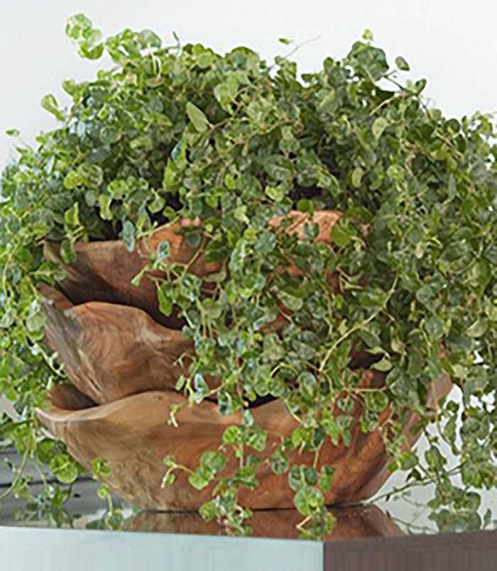 bushy plant with small leaves in pot