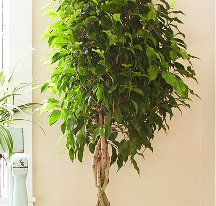 tree in pot with many small leaves pointing downward