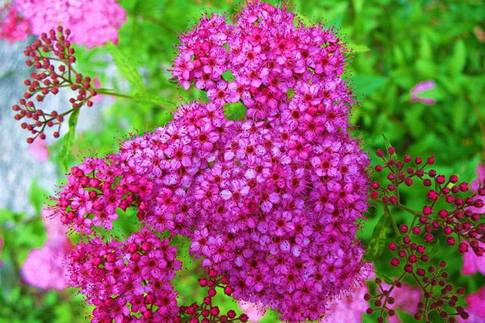 bright magenta flowers