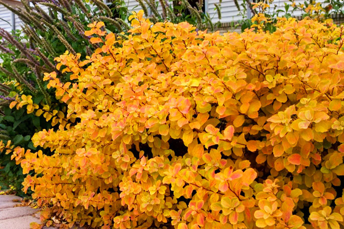 yellow bush with hints of red