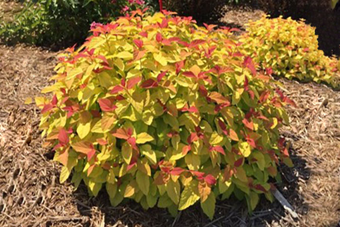 yellow bush with magenta flowers