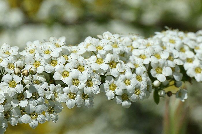 white flowers with yellow centers