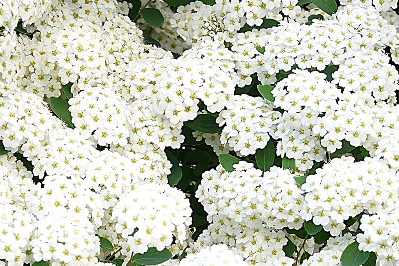 white bushy flowers