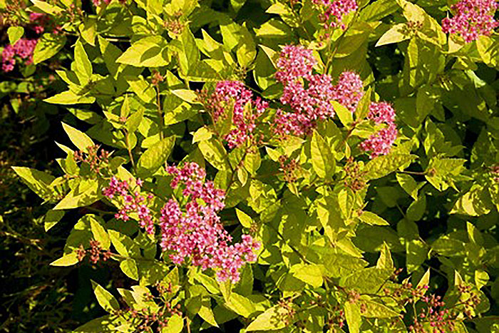pink flowers on yellow-green bush