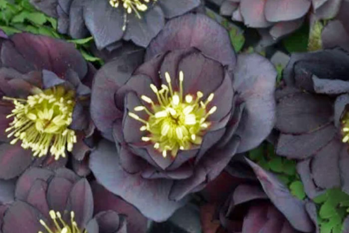 dark purple flowers with yellow centers