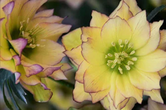 yellow flowers with yellow centers