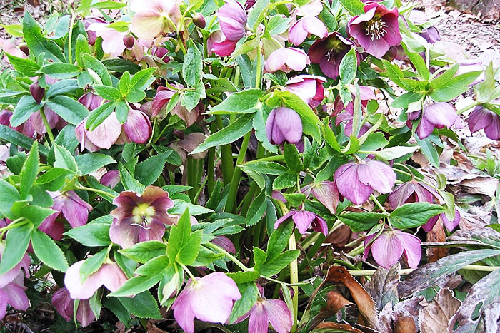 pink flowers with maroon centers