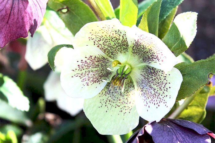 white flower with purple speckled interior