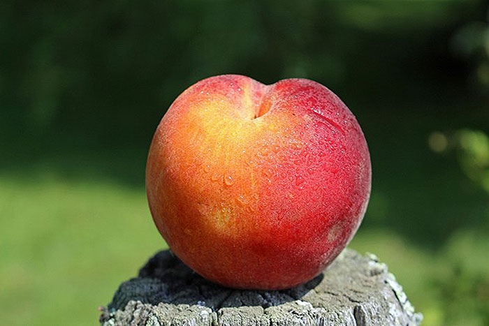 red-orange orb shaped fruit on tree stump