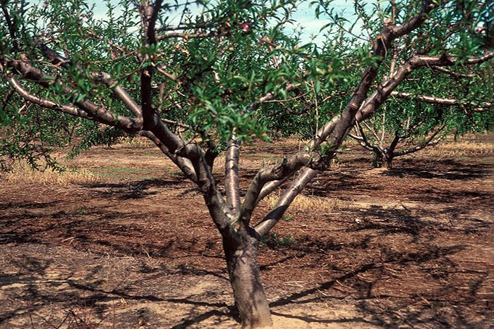 nectarine tree