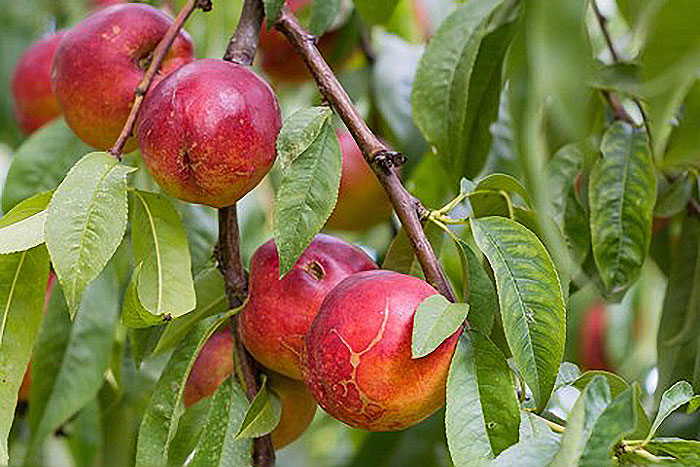 red-orange fruit on a tree
