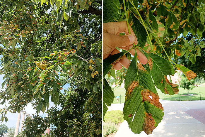 image on left is tree with brown spots on leaves. image on right is close up of leaves with brown spots and holes