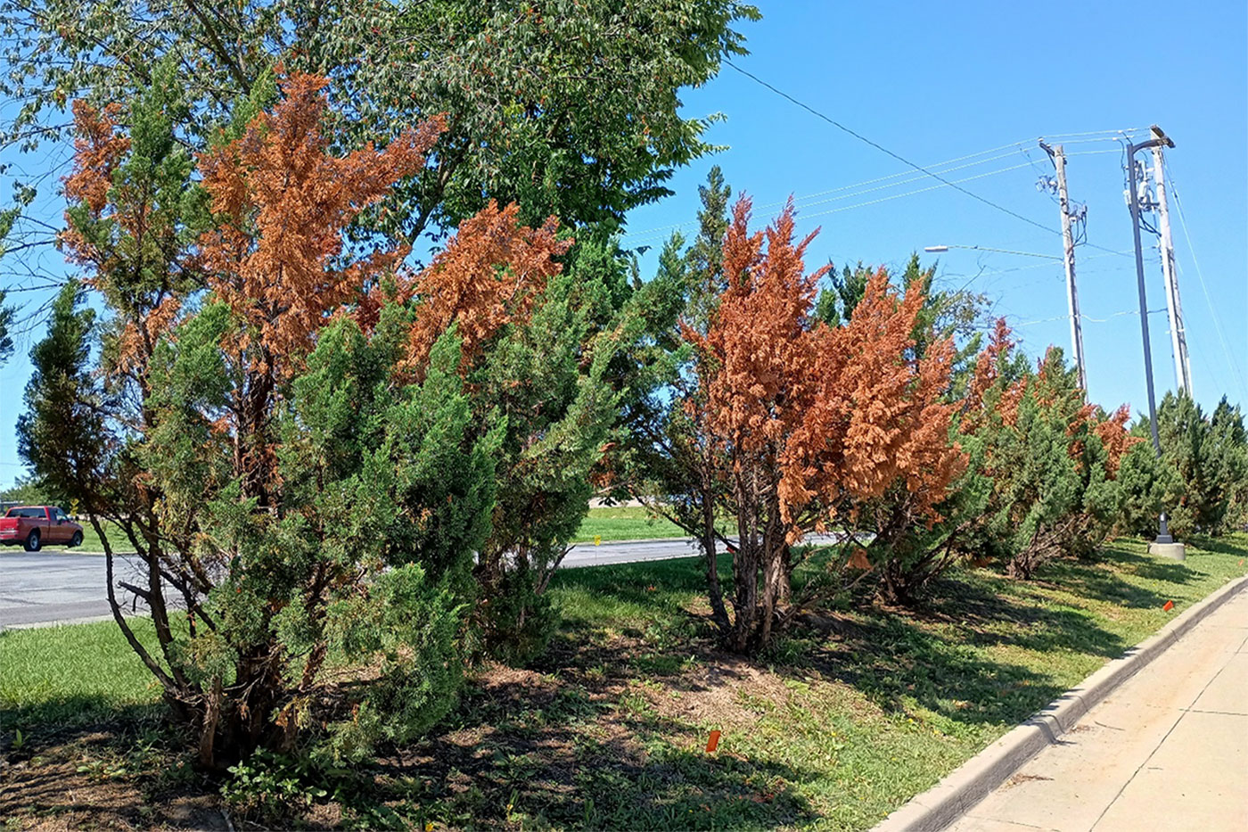 line of evergreen trees with brown upper halfs near street curb